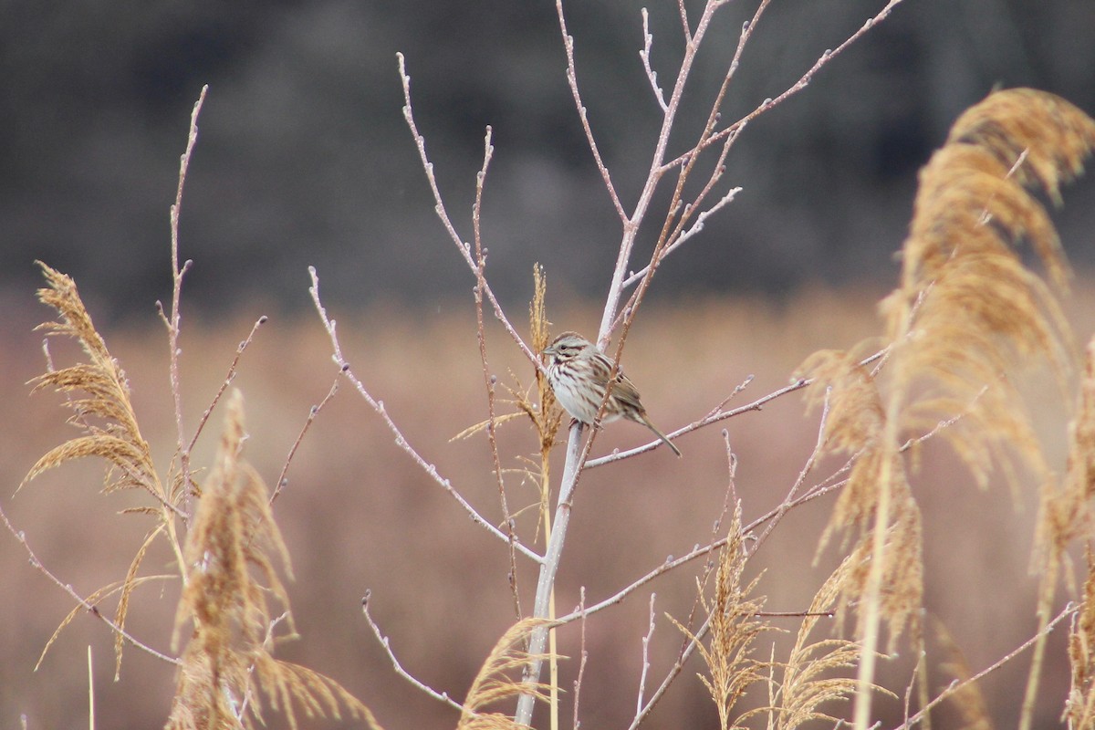 Song Sparrow - E R