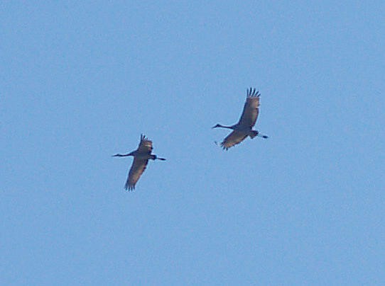 Sandhill Crane - ML22004571