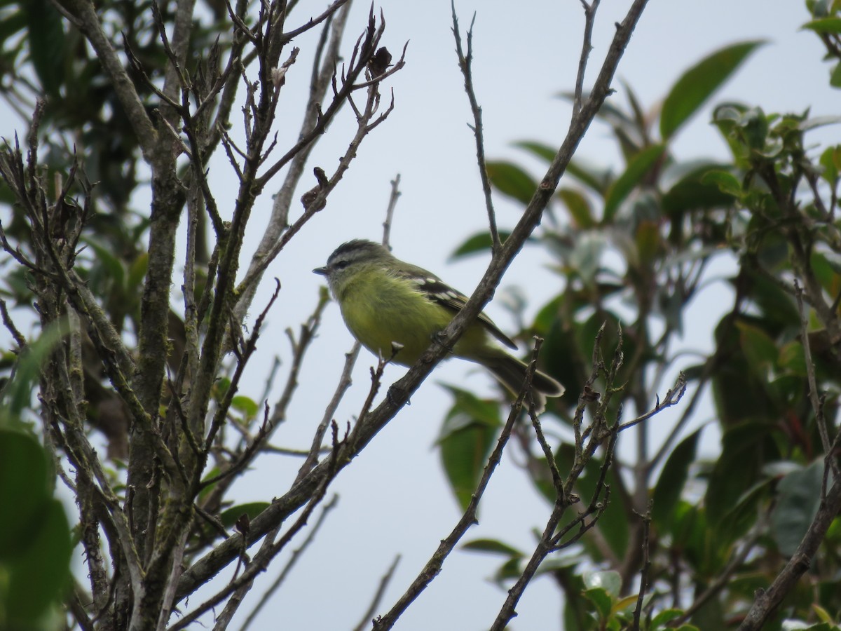 Black-capped Tyrannulet - ML220045861