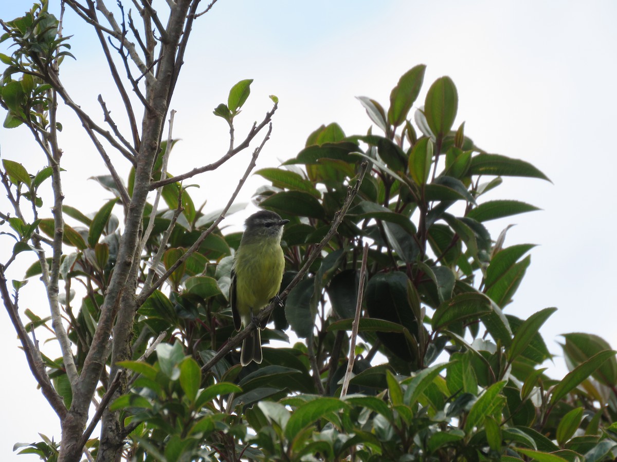 Black-capped Tyrannulet - ML220045951