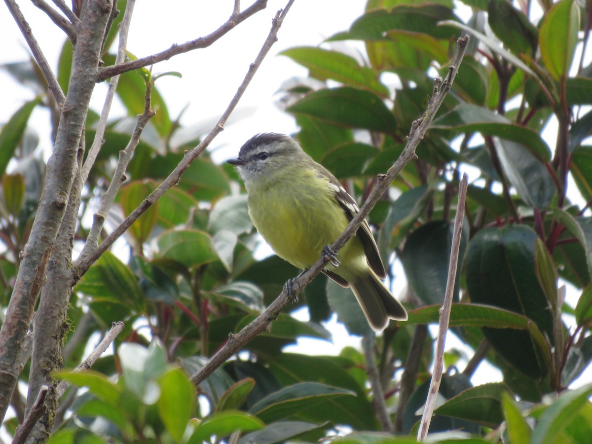 Black-capped Tyrannulet - ML220046051