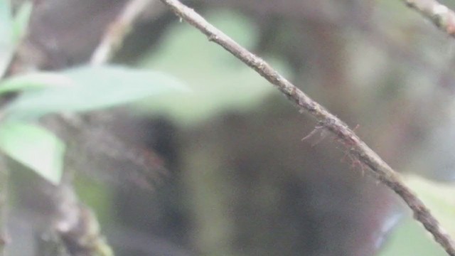 Lambayeque Tapaculo (undescribed form) - ML220046351