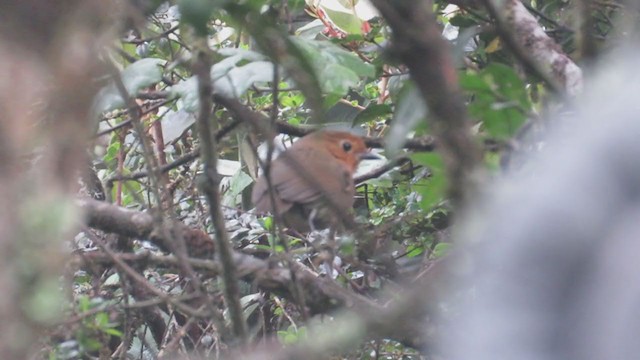 Cajamarca Antpitta - ML220046361