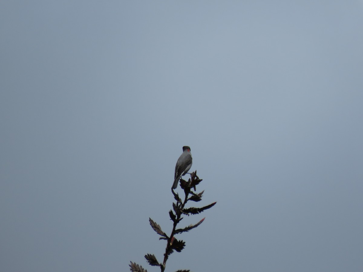 Red-crested Cotinga - ML220046901