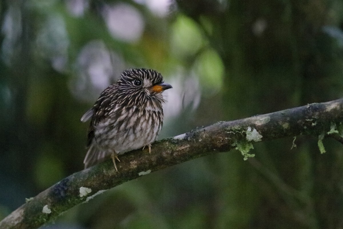 White-chested Puffbird - Holger Teichmann