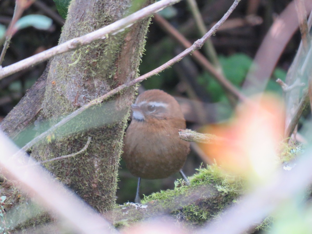 White-browed Spinetail - ML220048001