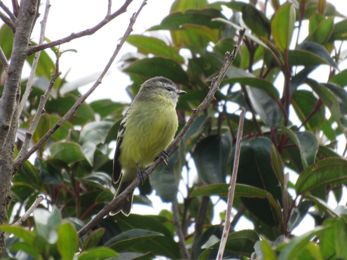 Black-capped Tyrannulet - ML220048241