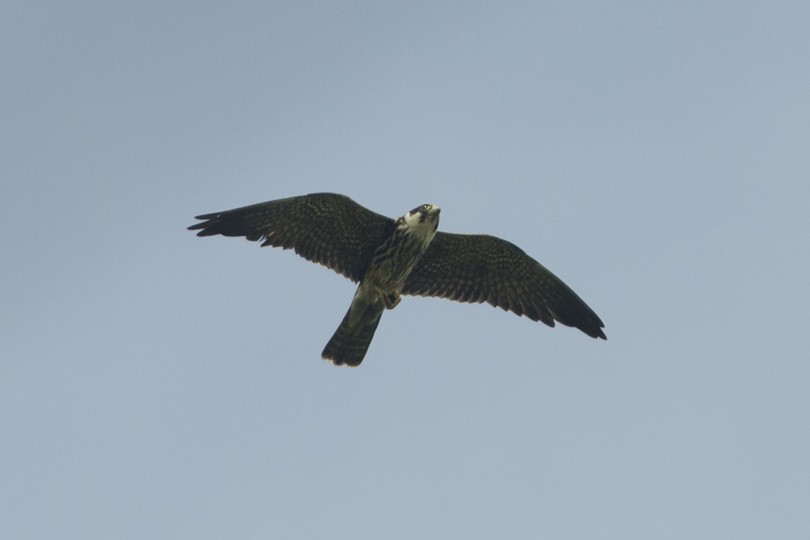 Eurasian Hobby - ML22004851