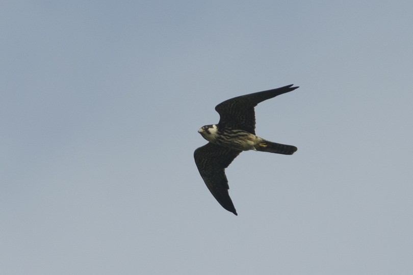 Eurasian Hobby - ML22004861