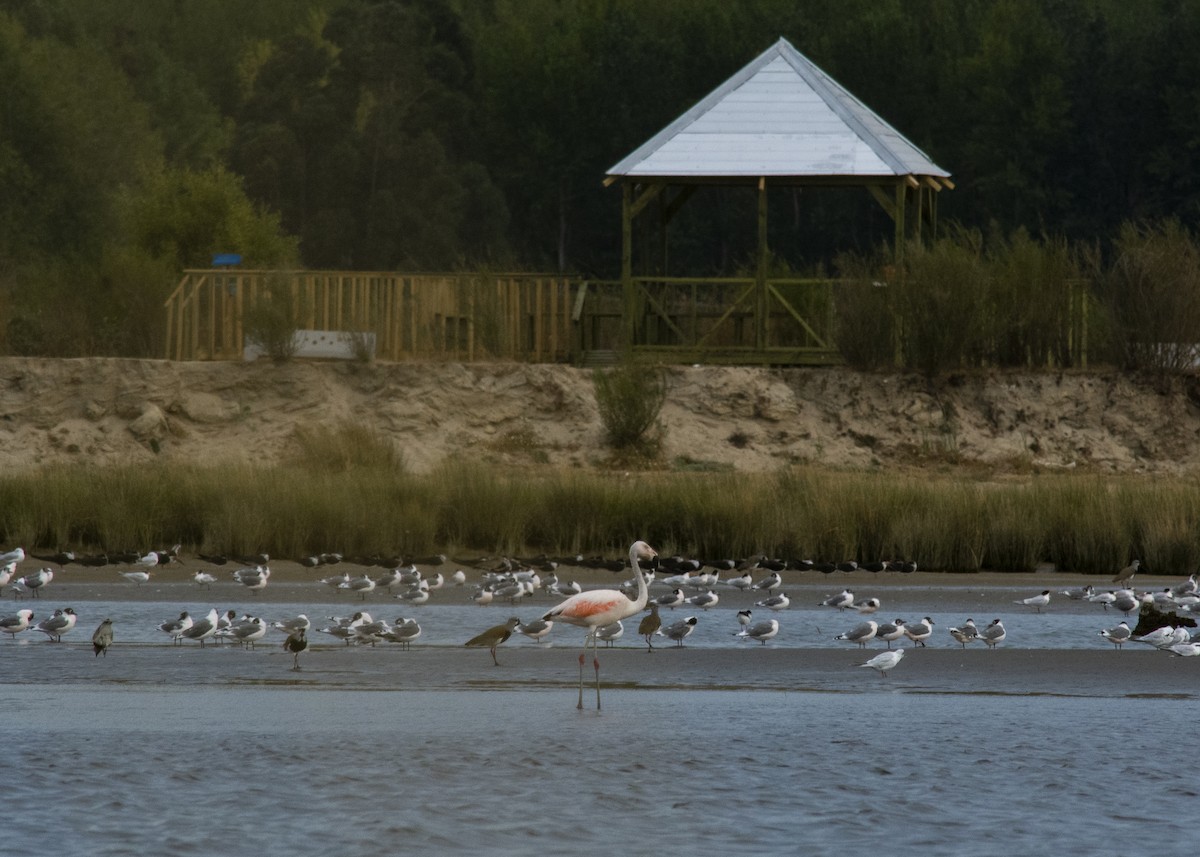 Chilean Flamingo - ML220048671