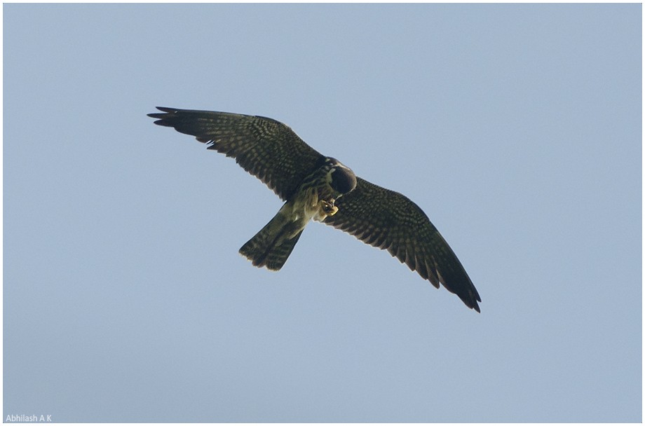 Eurasian Hobby - ML22004871