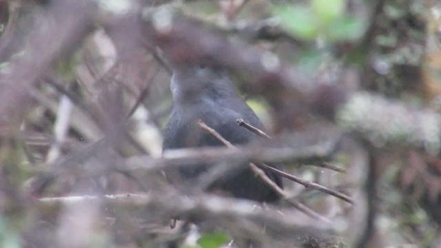 Lambayeque Tapaculo (undescribed form) - ML220049641