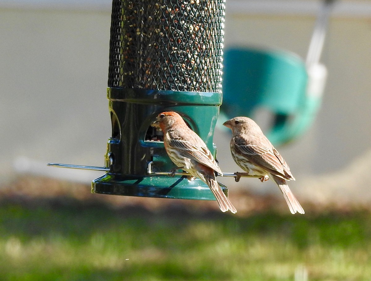 House Finch - ML220050171