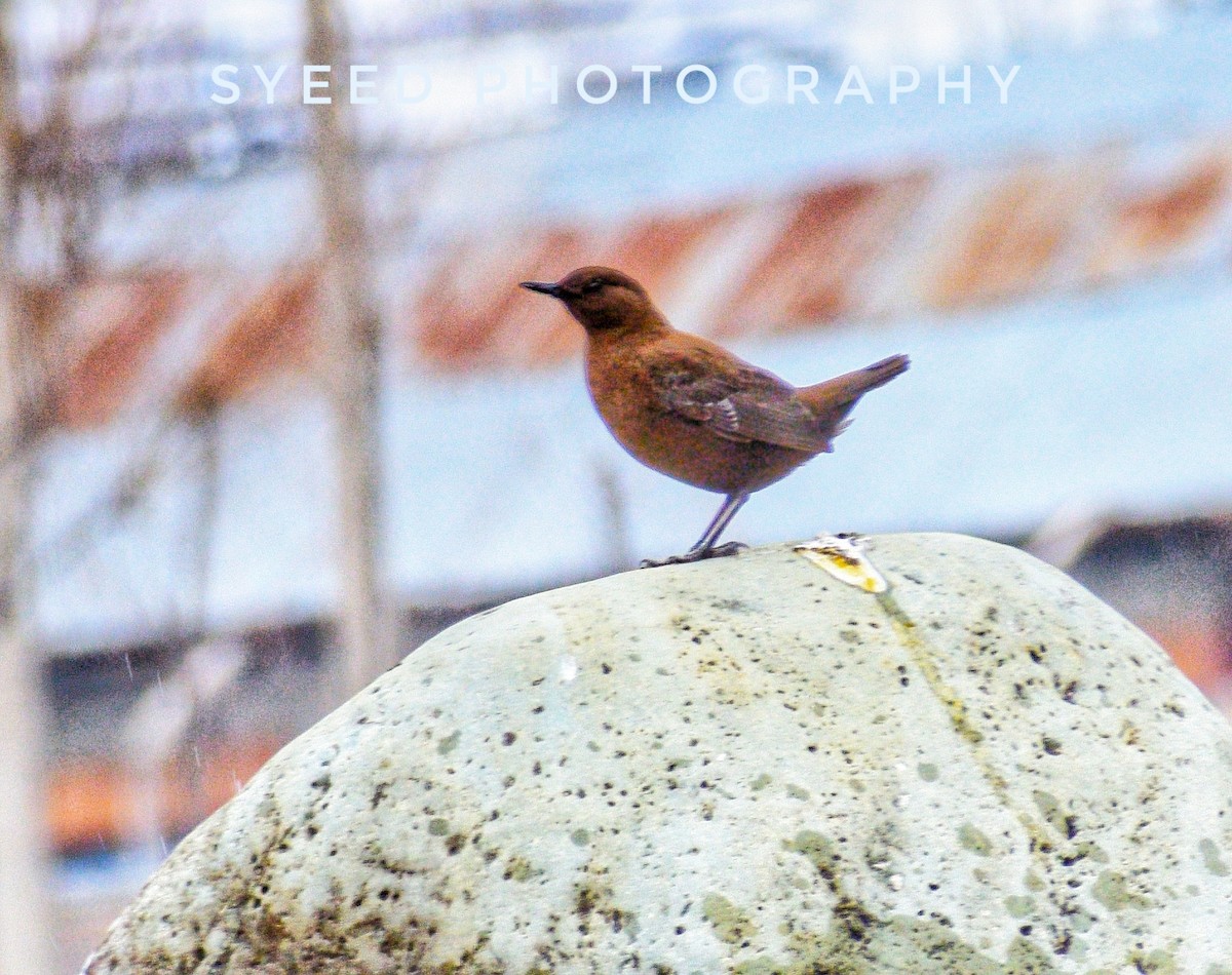 Brown Dipper - ML220050931