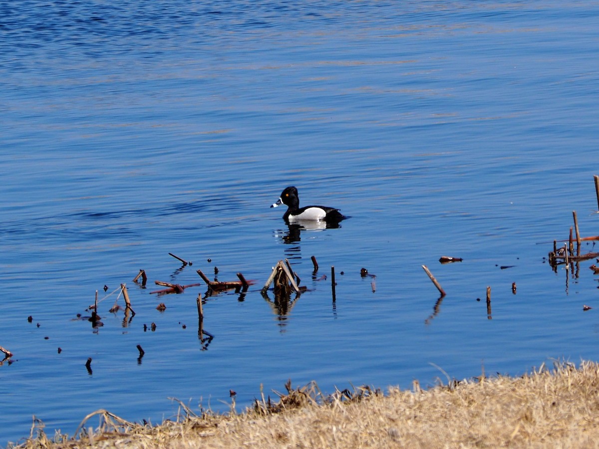 Ring-necked Duck - ML220051571