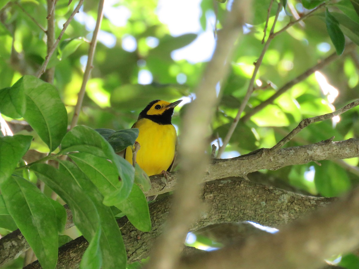 Hooded Warbler - ML220051651