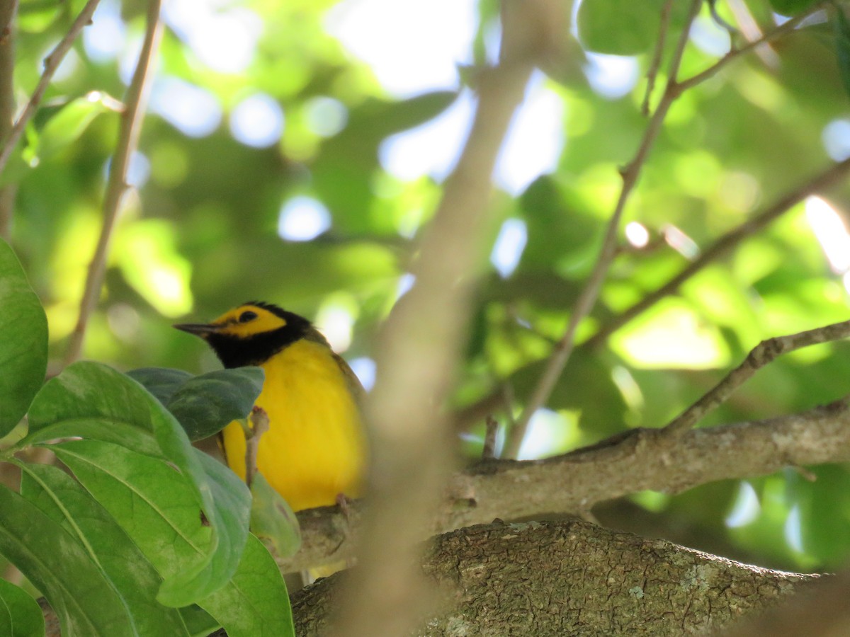 Hooded Warbler - ML220051671