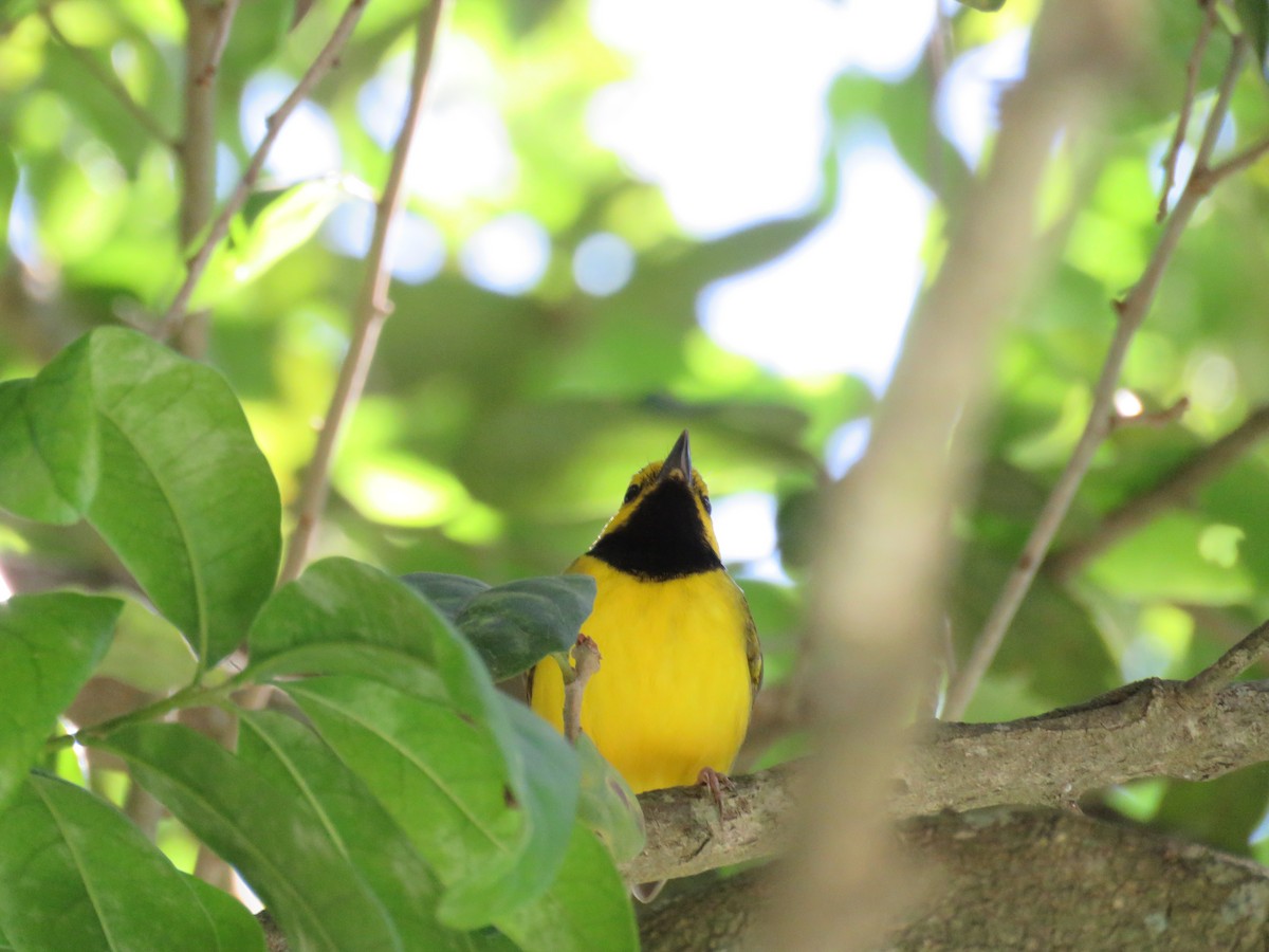 Hooded Warbler - ML220051701