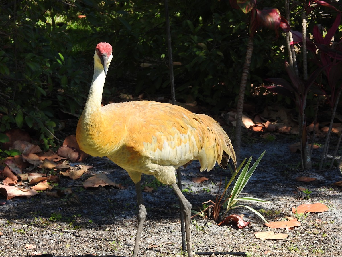 Sandhill Crane - ML220051821