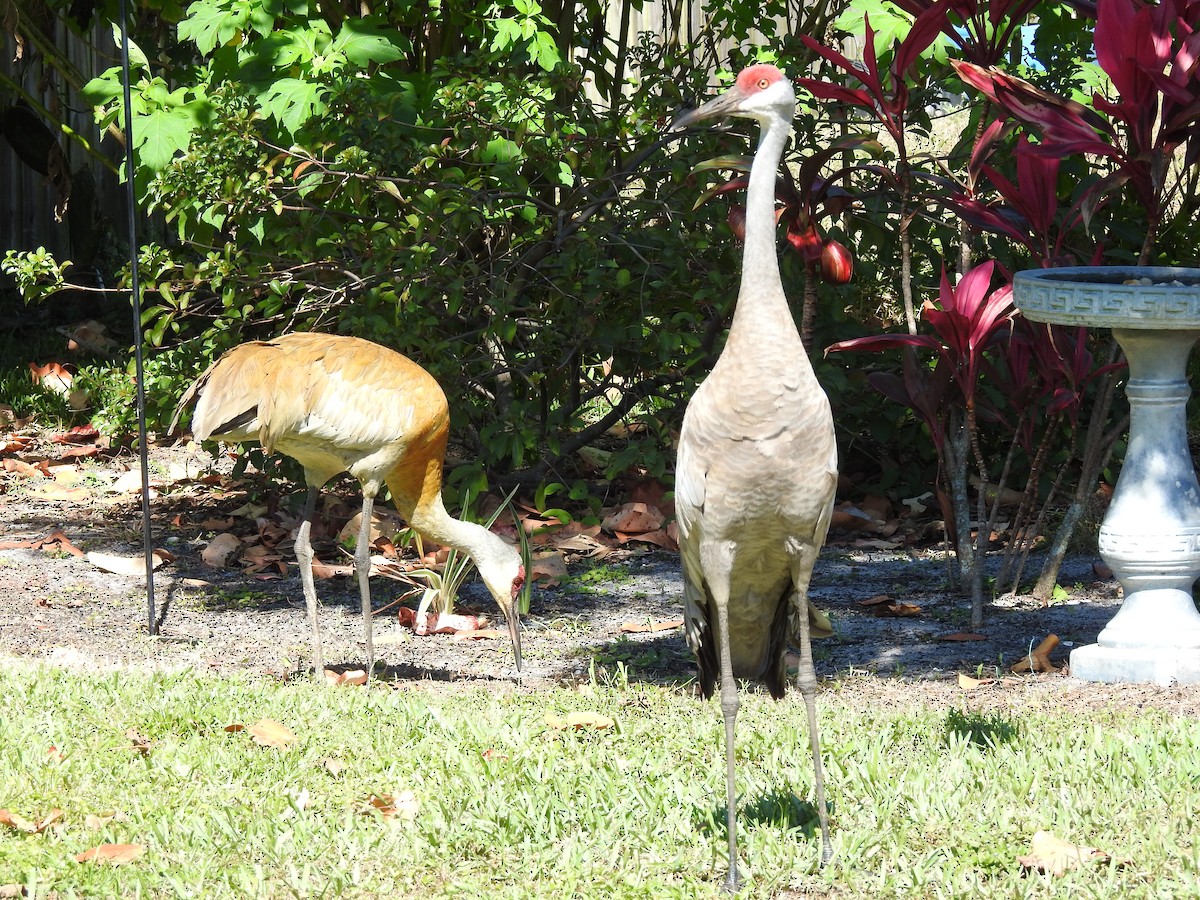 Sandhill Crane - ML220051851