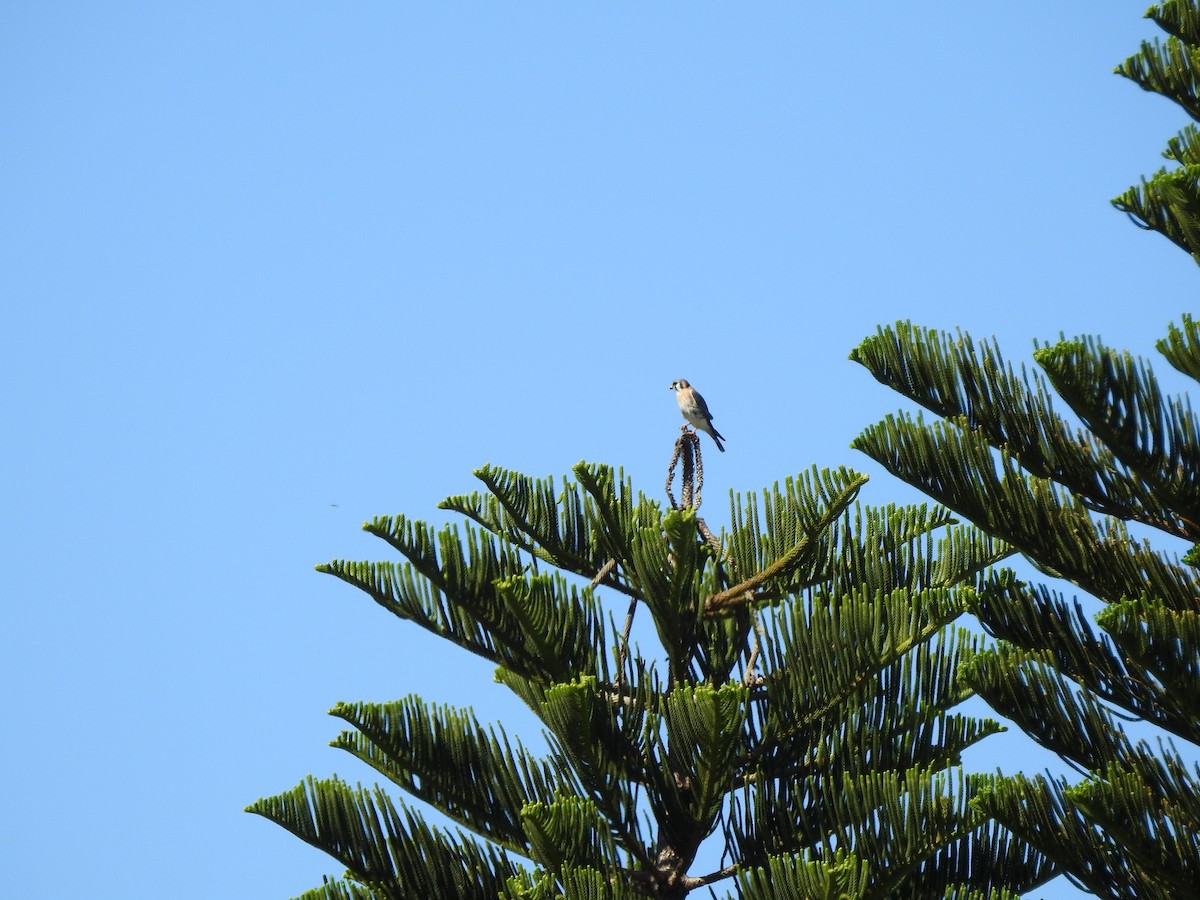 American Kestrel - ML220051921