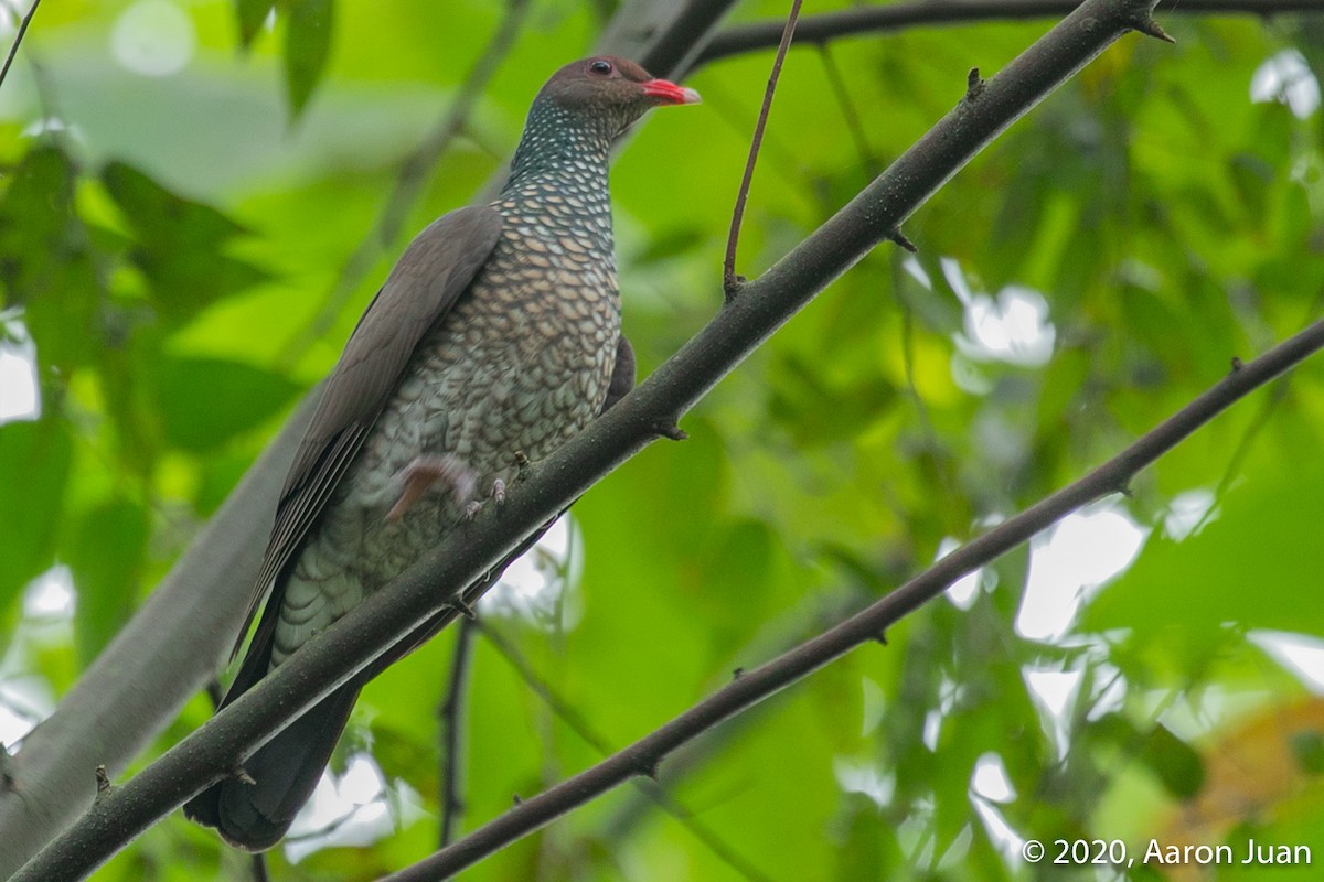 Pigeon ramiret - ML220053041