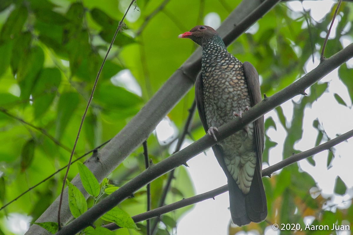 Scaled Pigeon - Aaron Juan