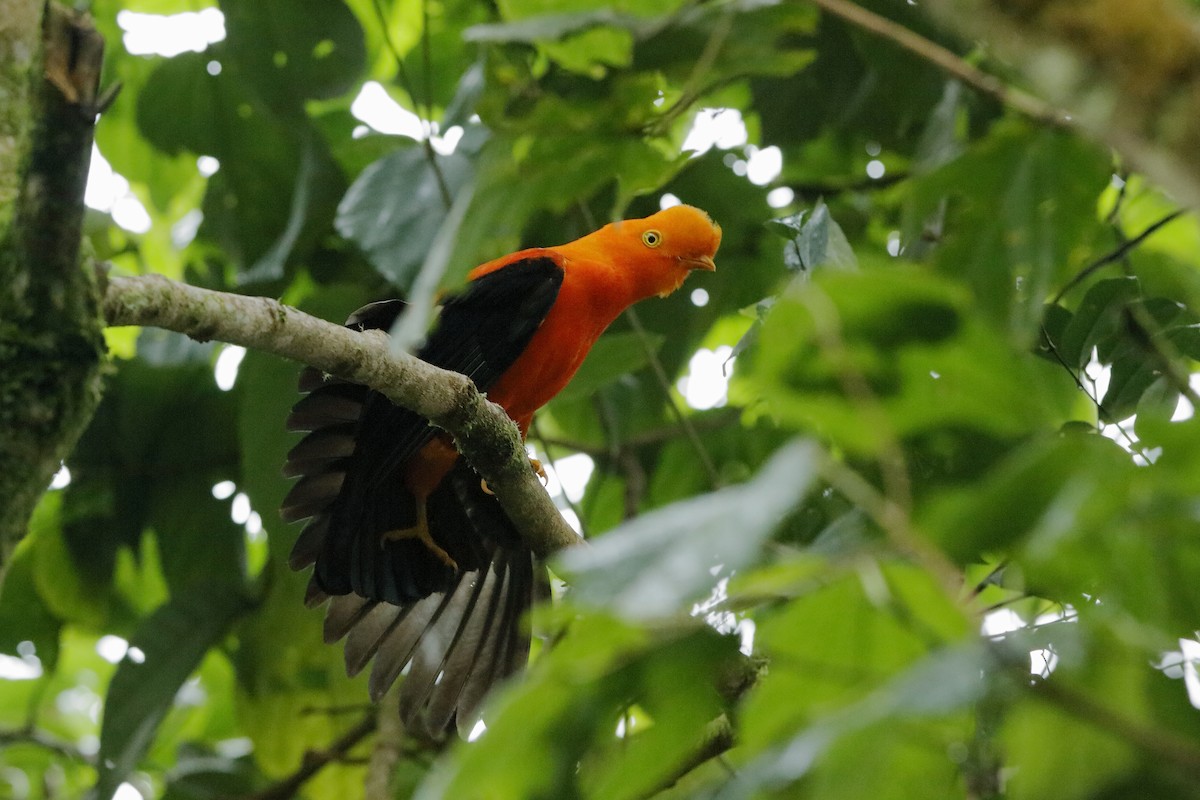 Andean Cock-of-the-rock - ML220053191