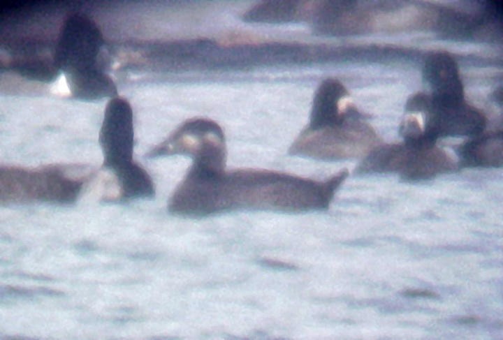 Surf Scoter - ML22005321