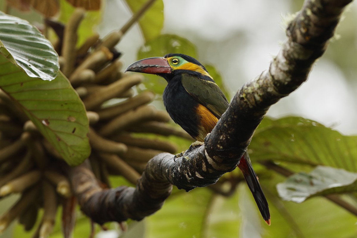 Golden-collared Toucanet - Holger Teichmann