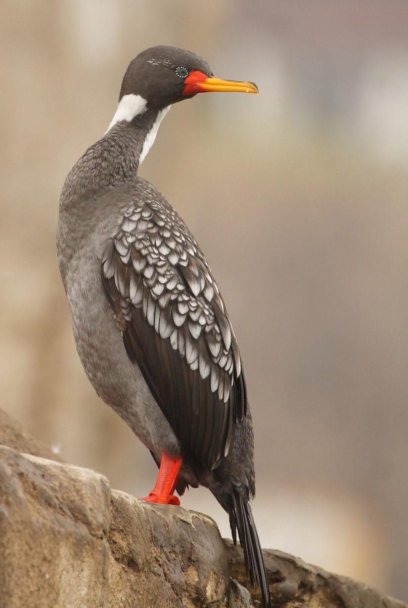 Red-legged Cormorant - ML220055791