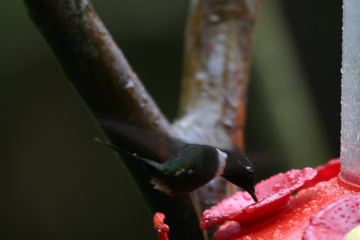 Purple-throated Woodstar - James Swim