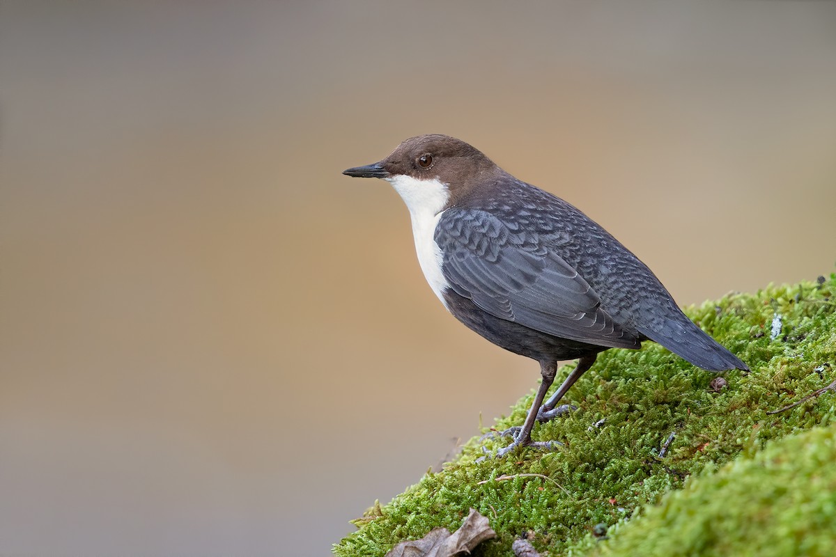 White-throated Dipper - ML220056311