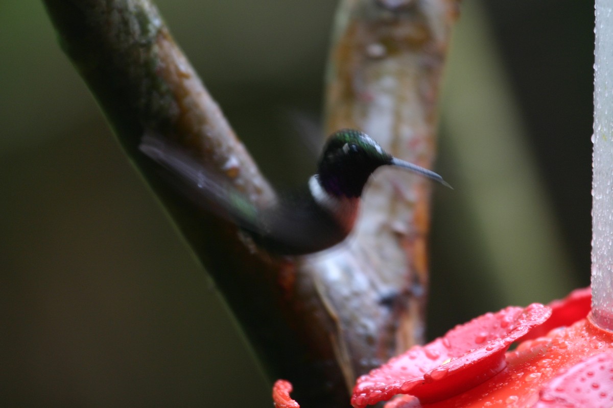 Purple-throated Woodstar - James Swim