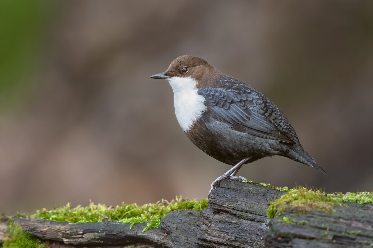 White-throated Dipper - ML220056451