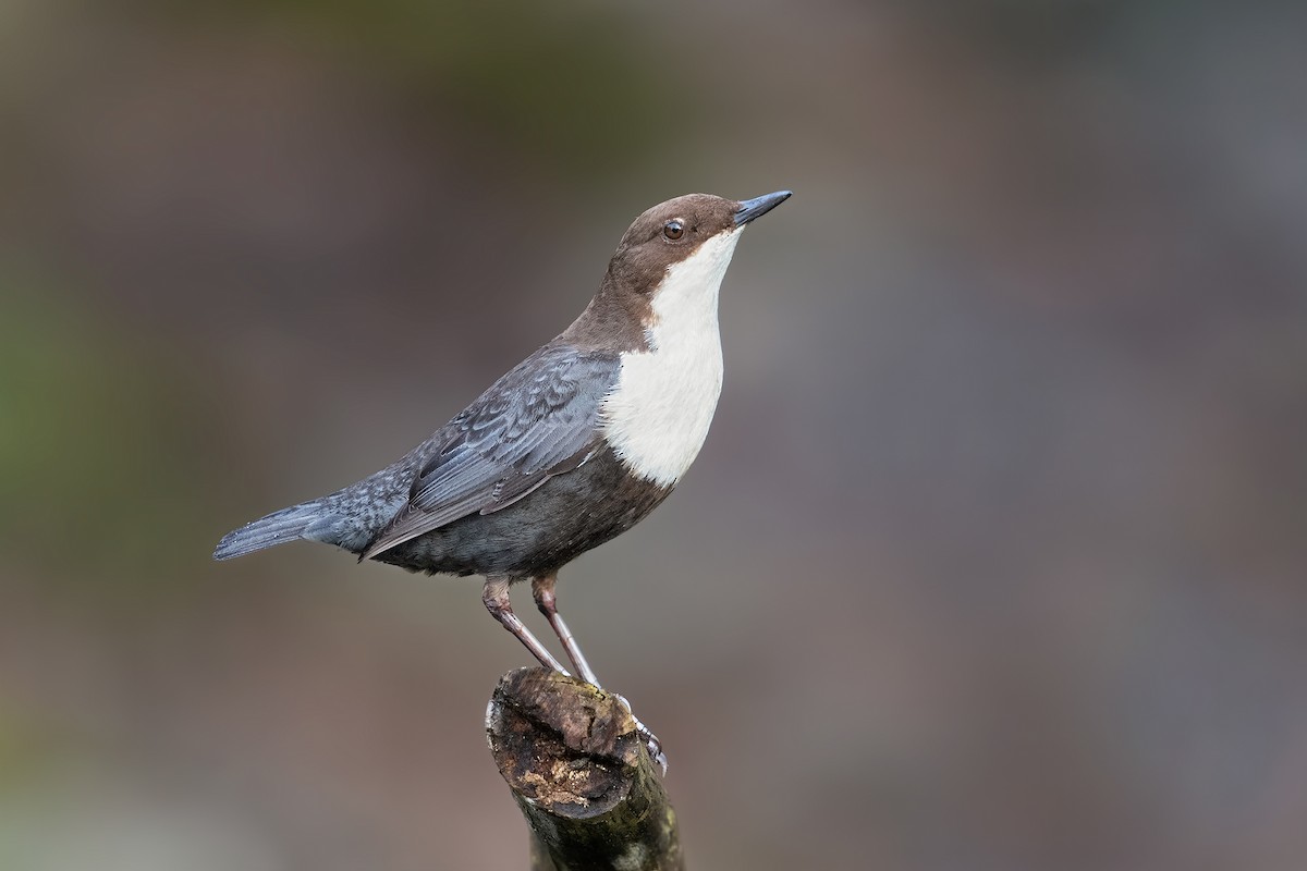 White-throated Dipper - ML220056471