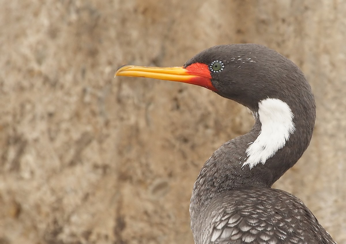 Red-legged Cormorant - ML220056871