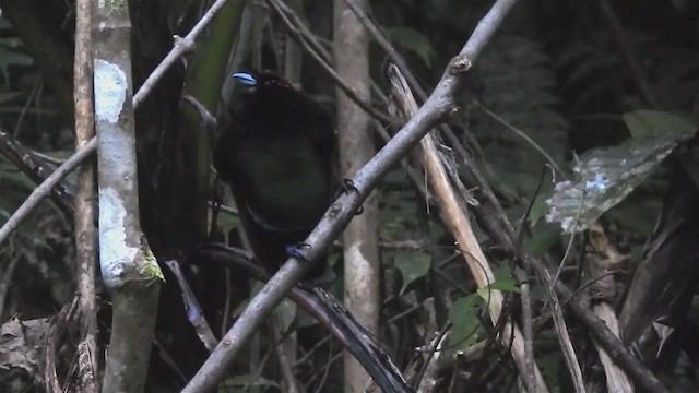 Magnificent Bird-of-Paradise - ML220058391