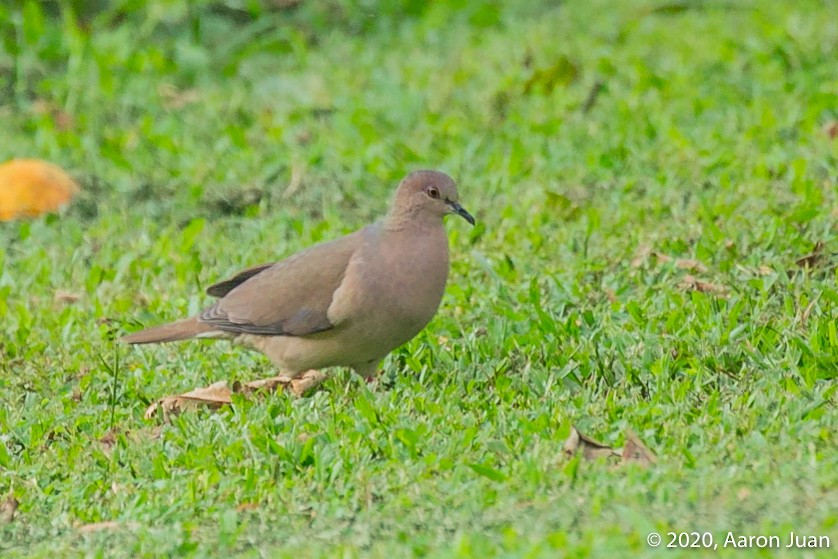 White-tipped Dove - ML220058401