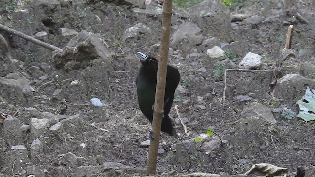 Magnificent Bird-of-Paradise - ML220058531