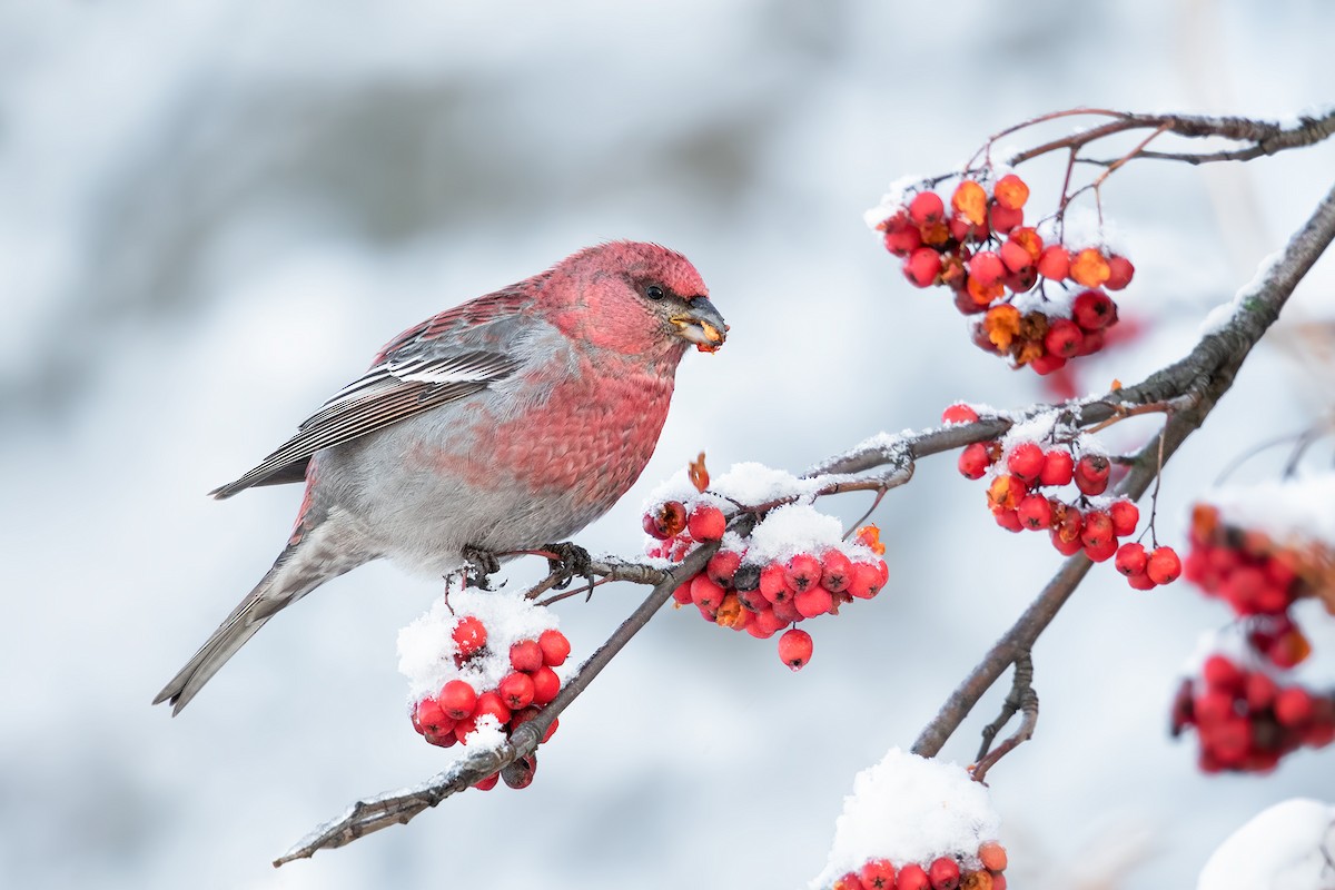 Pine Grosbeak - ML220058661