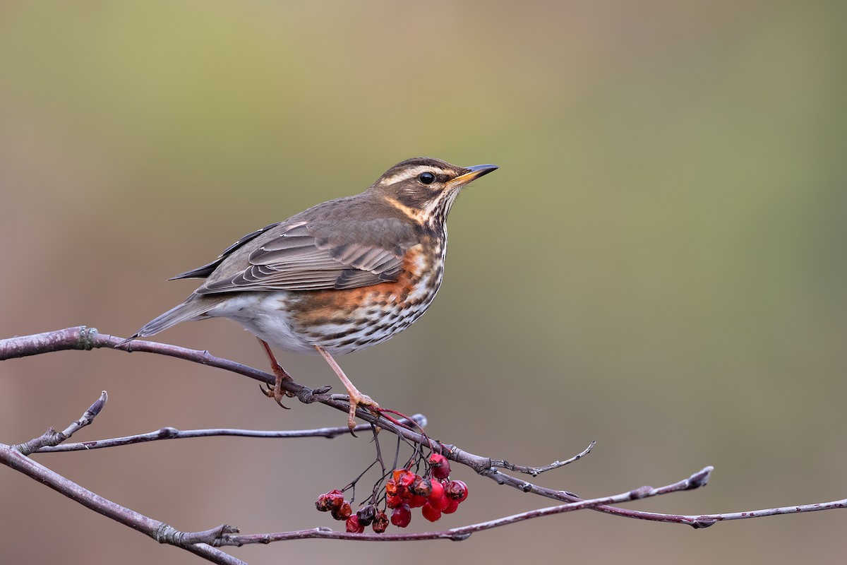 Redwing - ML220059681