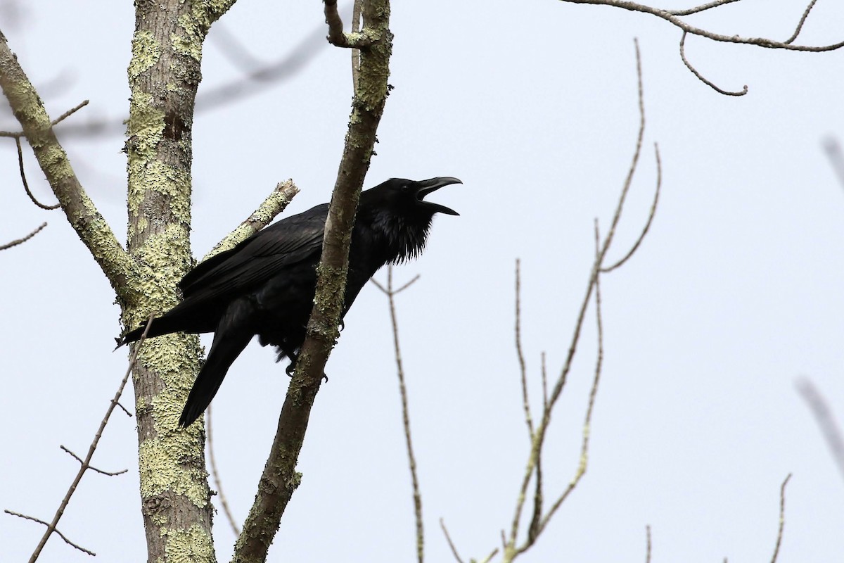 Common Raven - ML220060471