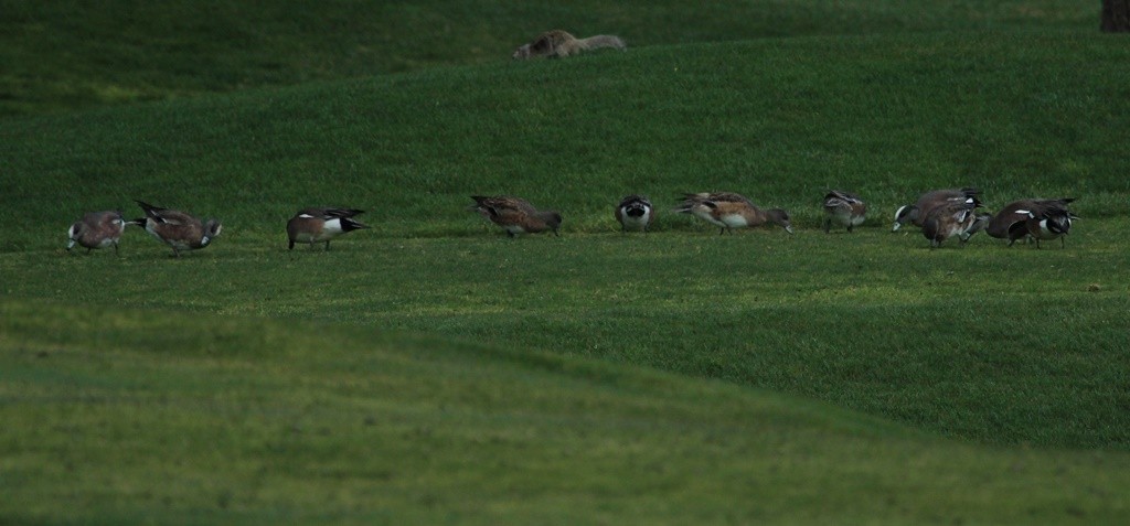 American Wigeon - ML220060651