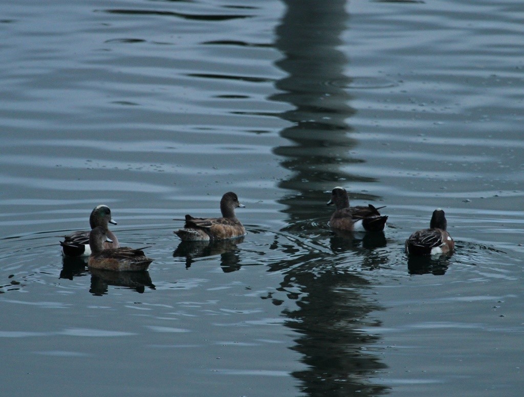 American Wigeon - ML220060671