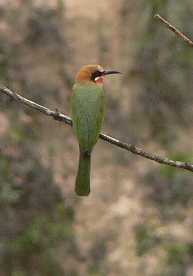 White-fronted Bee-eater - ML220060681