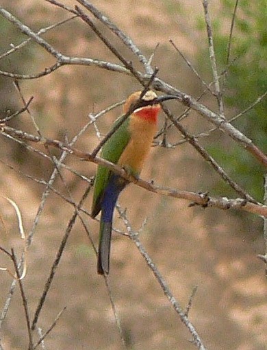 White-fronted Bee-eater - ML220060691