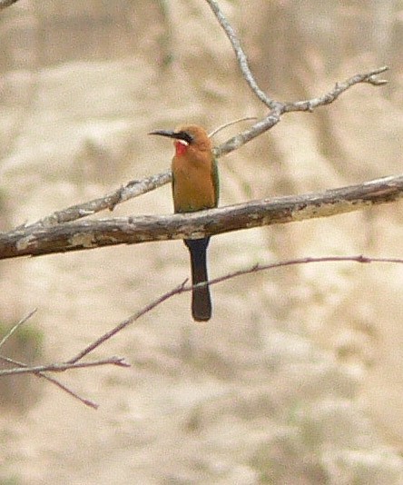 White-fronted Bee-eater - ML220060701