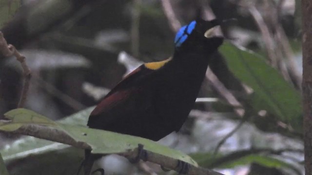 Wilson's Bird-of-Paradise - ML220060711