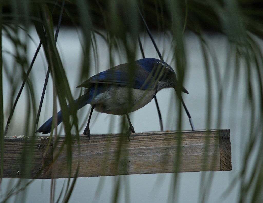 California Scrub-Jay - ML220060841